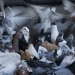 Pigeon Lady's pigeons photo by Scott Newman