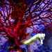 The New York Aquarium - Source: www.flickr.com/photos/radiate2357/