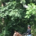 Bronx Equestrian Center - Source: www.thebronxrocks.com