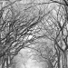 Central Park - Source: www.flickr.com/photos/thomashawk/