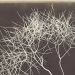 Fox Talbot - Source: www.metmuseum.org
