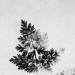 Fox Talbot - Source: www.cs.waikato.ac.nz