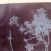 Fox Talbot - Source: www.wyckoffschools.org