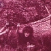 Source: Barry Dakota - www.ari-up.com/photo.html