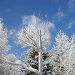 Roxy Paine, Defunct (2004) - James Cohan Gallery 