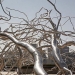 Roxy Paine - Source: www.jamescohan.com