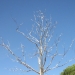 Roxy Paine, Transplanted - Source: www.costadelaluz.net