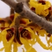 Witch Hazel - Source: www.potpots.com