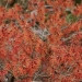 Witch Hazel - Source: www.cambridge2000.com