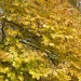 Witch Hazel - Source: www.virginiaplaces.org